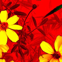 怎么简单攻击一个网站